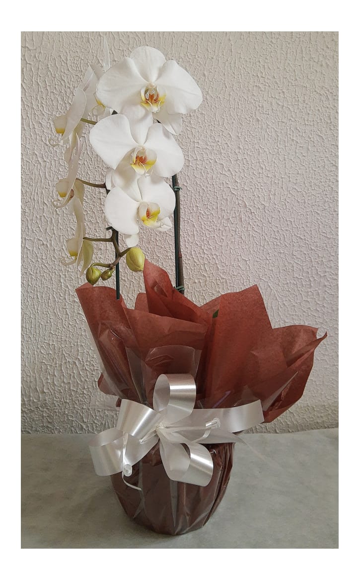 Orquídeas Brancas - Elica Flores Online